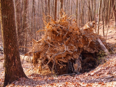 [Bottom view of same root ball.]